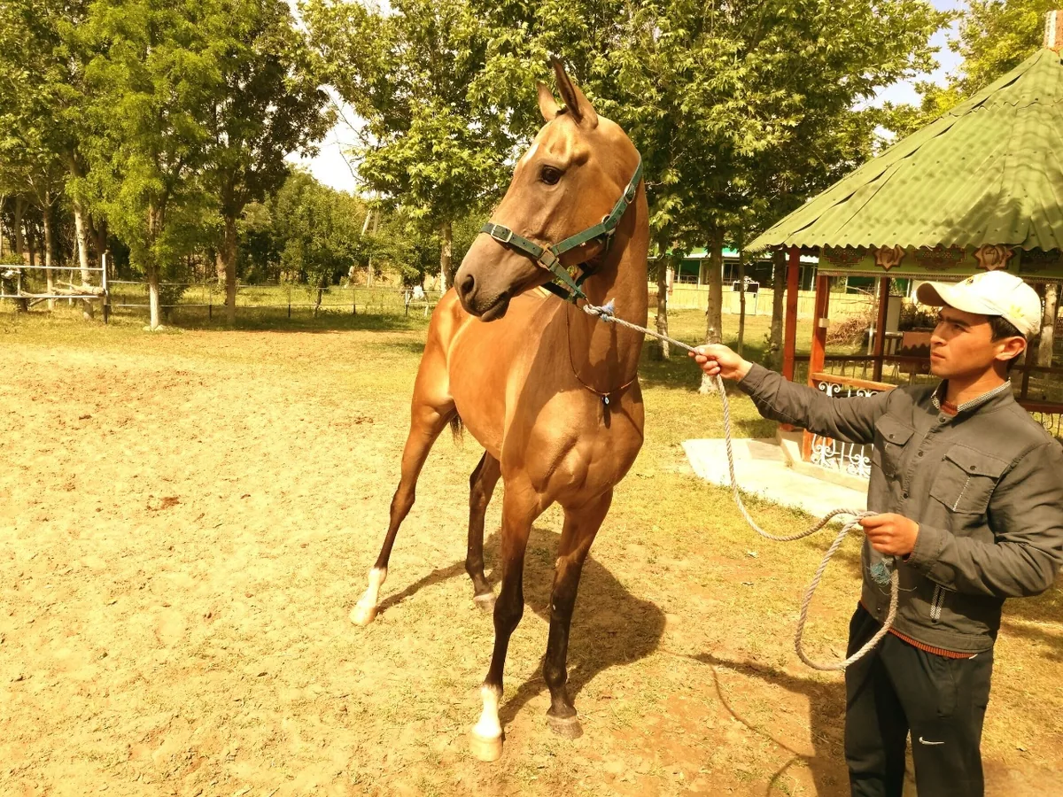 Cavallo Akhal-Teke in una stalla in Turkmenistan, uno stalliere tiene il cavallo alla lunghina