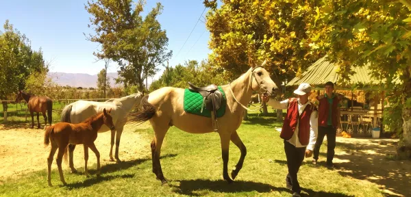 Akhal-Teke Horse: Turkmenistan's National Treasure - фото 14