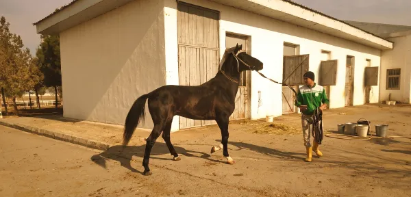 Akhal-Teke Horse: Turkmenistan's National Treasure - фото 20