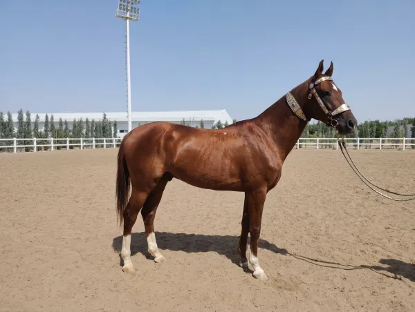 Akhal-Teke Horse: Turkmenistan's National Treasure - фото 8
