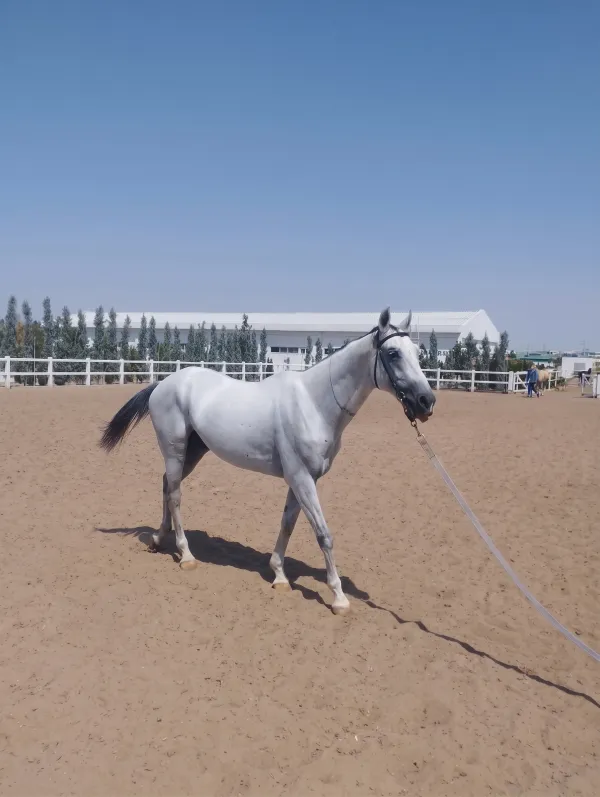 Akhal-Teke Horse: Turkmenistan's National Treasure - фото 3