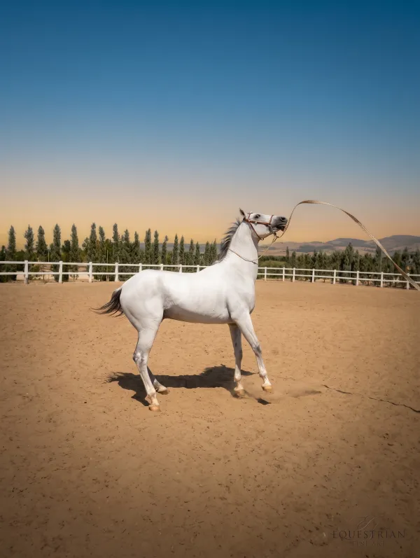 Akhal-Teke Horse: Turkmenistan's National Treasure - фото 2