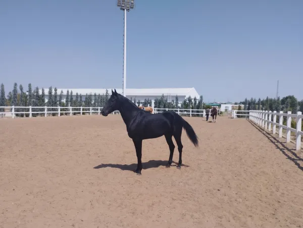 Akhal-Teke Horse: Turkmenistan's National Treasure - фото 9