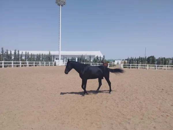 Akhal-Teke Horse: Turkmenistan's National Treasure - фото 7