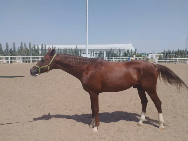 Akhal-Teke Horse: Turkmenistan's National Treasure - фото 5