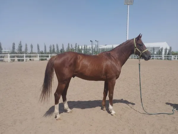 Akhal-Teke Horse: Turkmenistan's National Treasure - фото 6