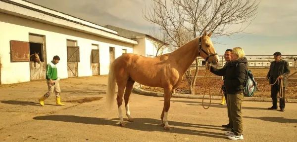Akhal-Teke Horse: Turkmenistan's National Treasure - фото 22