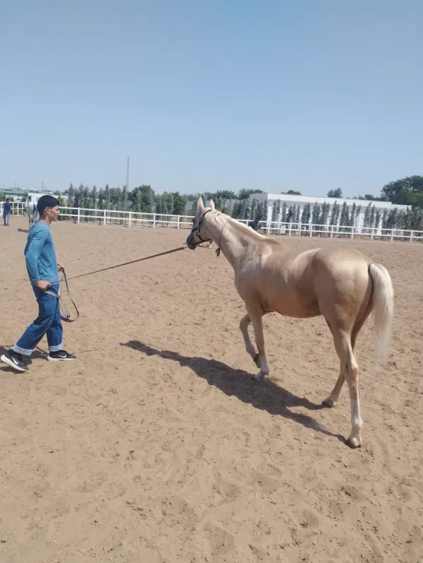 Akhal-Teke Horse: Turkmenistan's National Treasure - фото 12