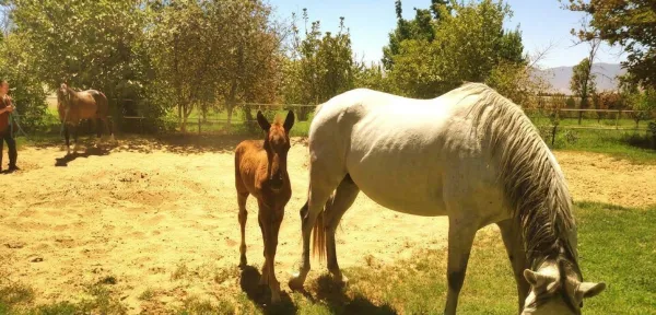 Akhal-Teke Horse: Turkmenistan's National Treasure - фото 17