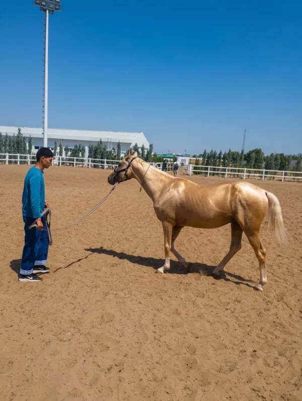 Akhal-Teke Horse: Turkmenistan's National Treasure - фото 1
