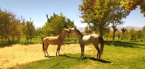 Akhal-Teke Horse: Turkmenistan's National Treasure - фото 16